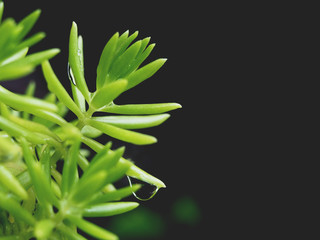 green leaves with water drop of small plant