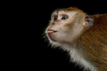 Naklejka premium Close-up Portrait of Funny Long-tailed macaque or Crab-eating Monkey ape, showing tongue on Isolated Black Background