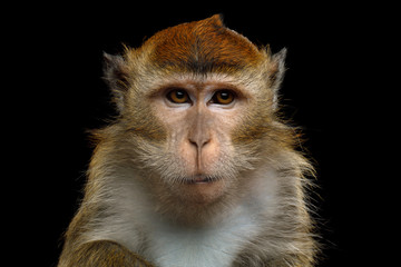 Fototapeta premium Close-up Portrait of Angry Long-tailed macaque or Crab-eating Monkey on Isolated Black Background