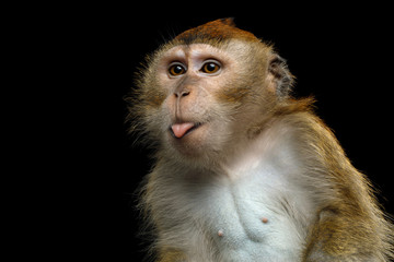 Fototapeta premium Close-up portret zabawny makak długogoniasty lub małpa małpa jedząca kraby, pokazując język na na białym tle czarnym tle