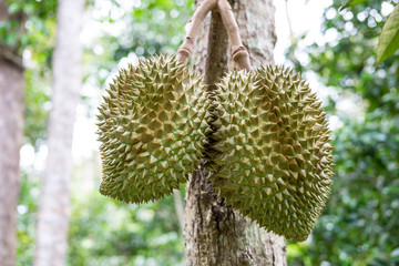 Raw durians on tree in the garden