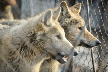 Obraz premium Closeup of grey wolfs with yellow eyes looking from wire netting sunny day outdoor