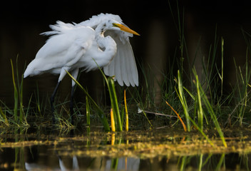 Great White Egret