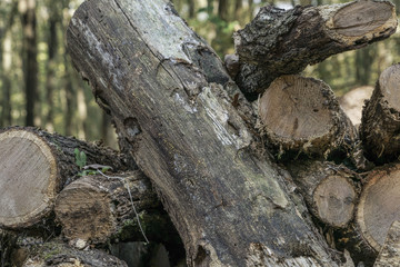 Fototapeta na wymiar Pile of wooden logs as a background