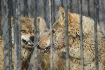 Closeup of grey wolfs with yellow eyes looking from wire netting sunny day outdoor