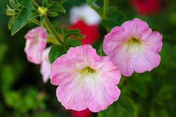 Obraz premium Delicate flower. Beautiful purple Petunias