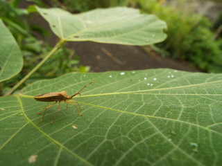ホシハラビロヘリカメムシ stink bug