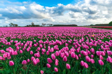 Beautiful tulips field