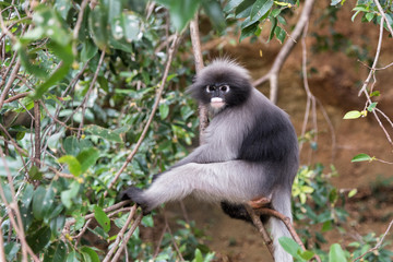 Dusky leaf monkey in the forest.