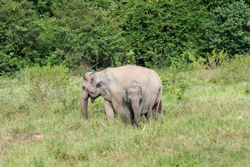 Fototapeta premium Wildlife of family Asian Elephant walking and looking grass for food in forest. Kui Buri National Park. Thailand.