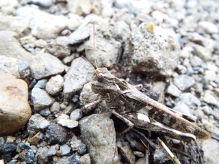 バッタ grasshopper