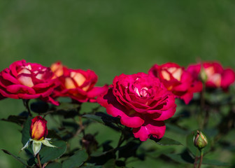 Beautiful roses
