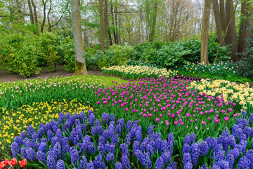 Beautiful tulips flowers field
