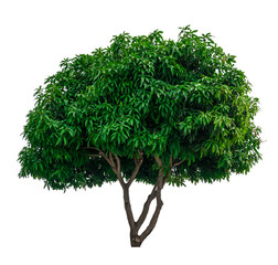 Isolated mango tree on white background