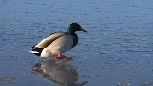 Duck walking on ice