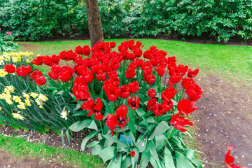 Beautiful tulips flowers field
