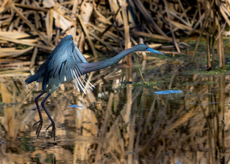 Tricolored Heron