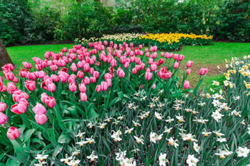Beautiful tulips flowers field