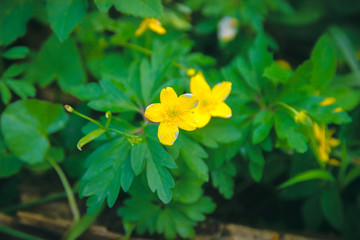 green round leaves surface textures background