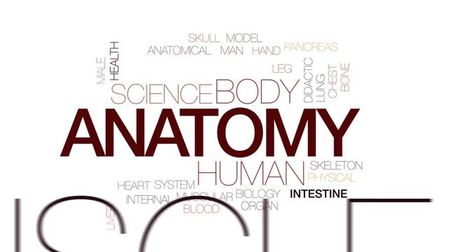 Anatomy animated word cloud, text design animation. Kinetic typography.