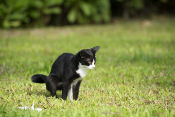 A cat sitting on a grass