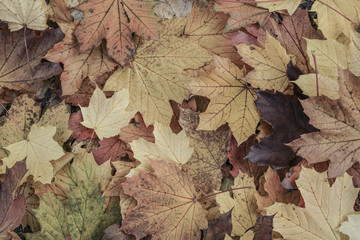 autumn background with dried leaves