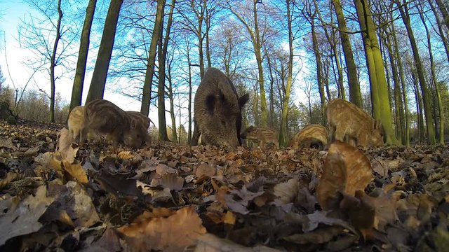 Schwarzwild, Wildschwein Familie auf Futtersuche im Wald, M&auml;rz,  Weitwinkel, Nahaufnahme, Gopro