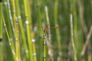 A dragonfly on a horsetail grass