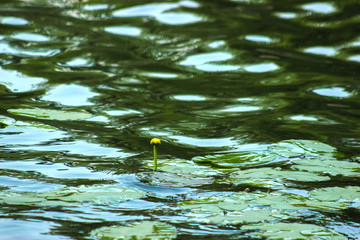 water lilly on water surface in the garden