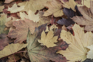 autumn background with dried leaves