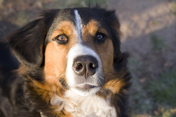 Hund schaut in die Kamera