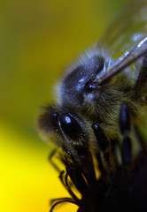 A rough bee on a flower (4)