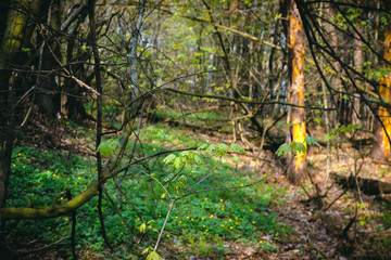 Evening small tree in the river hill