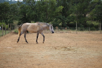 cheval dans un pré