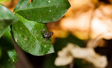 Close up of Housefly on the green leaf