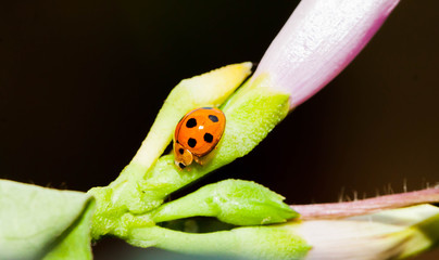 Close up of orange ladybug on the flower