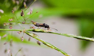 Closeup of black insect on the green leaf