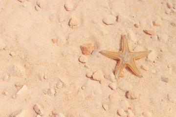 Fototapeta premium Starfish on the Beach / Starfish on the Beach with Sand in the background