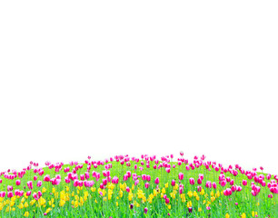 tulips on the flower-bed isolated on the white