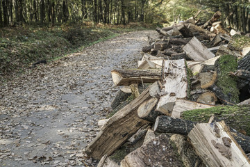 Log stacks along the forest road