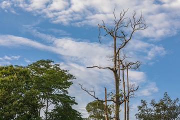 Beautiful Leafless Tree In The Park Of KamphaengPhet Province, Thailand.