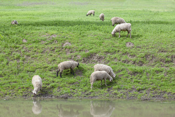 Fototapeta premium sheep on the green meadow