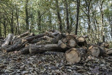 Cut and stacked wood logs in forest