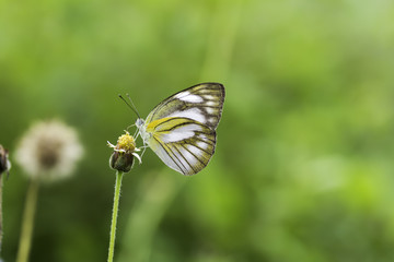 Striped Albatross.Butterfly sucking nectar from flowers