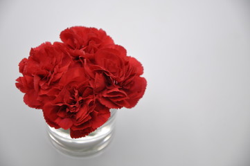 Red carnation. Red flowers with white background. Dianthus caryophyllus.