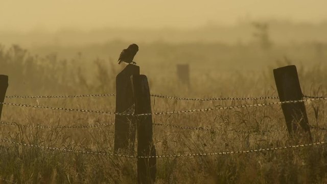 Steinkauz sitzt auf Zaunpfahl, Gegenlicht, Sommer