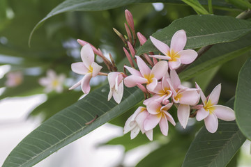 Pink flowers on blurred background .