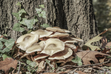 closeup of wild mushrooms at forest