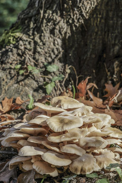 closeup of wild mushrooms at forest