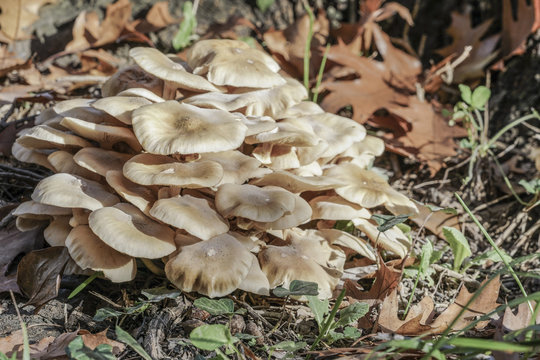 closeup of wild mushrooms at forest